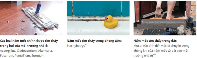 tam-loai-nam-moc
